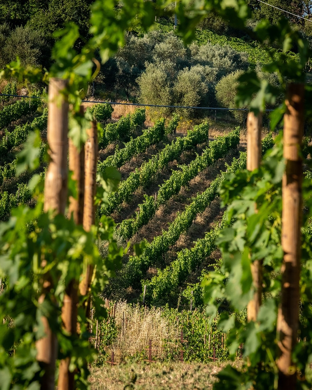 Biondi-Santi Tenuta Greppo