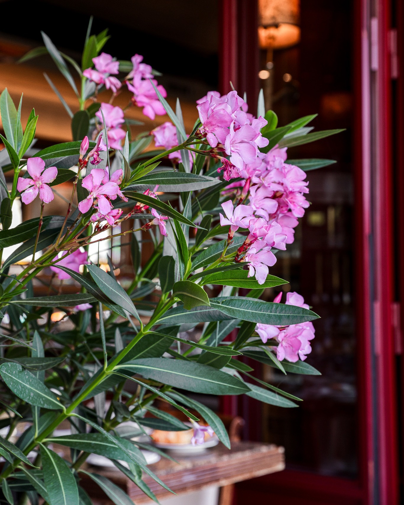 La Flore en l’Île
