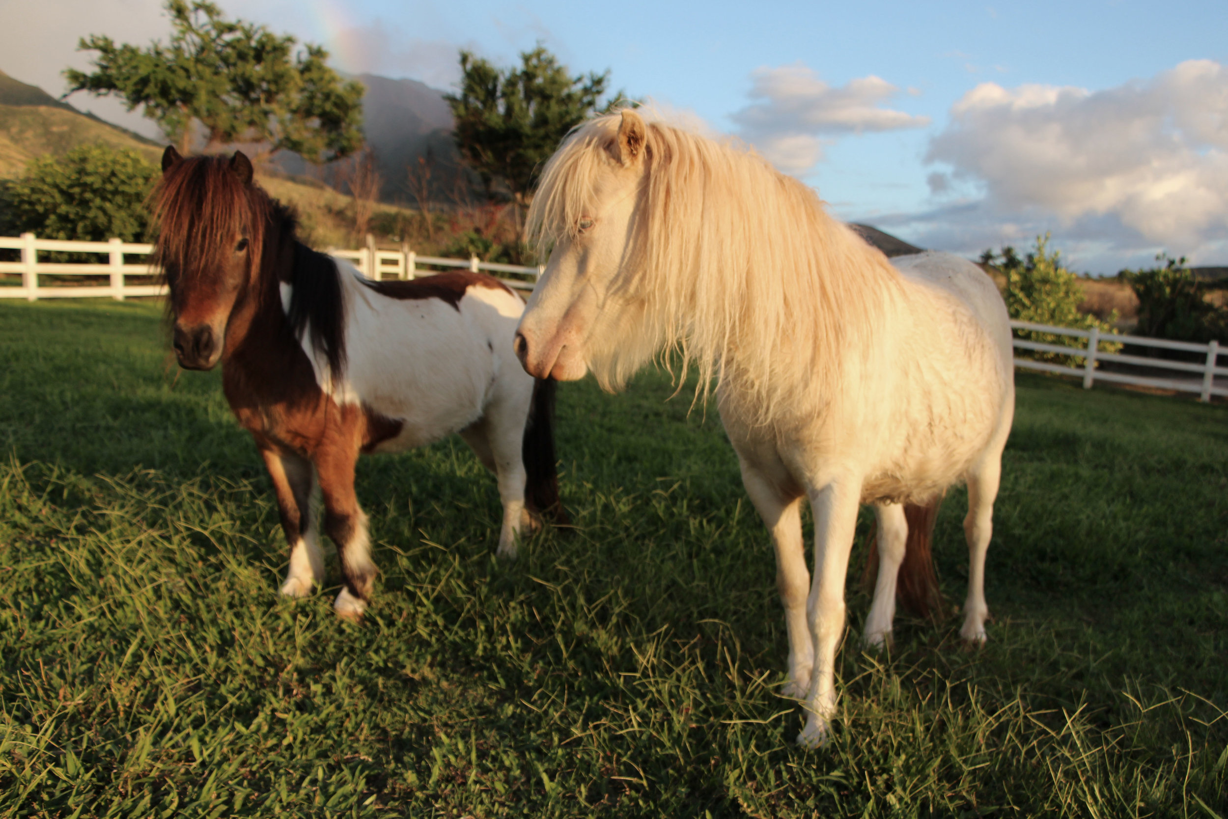 Maui Animal Farm photo 3