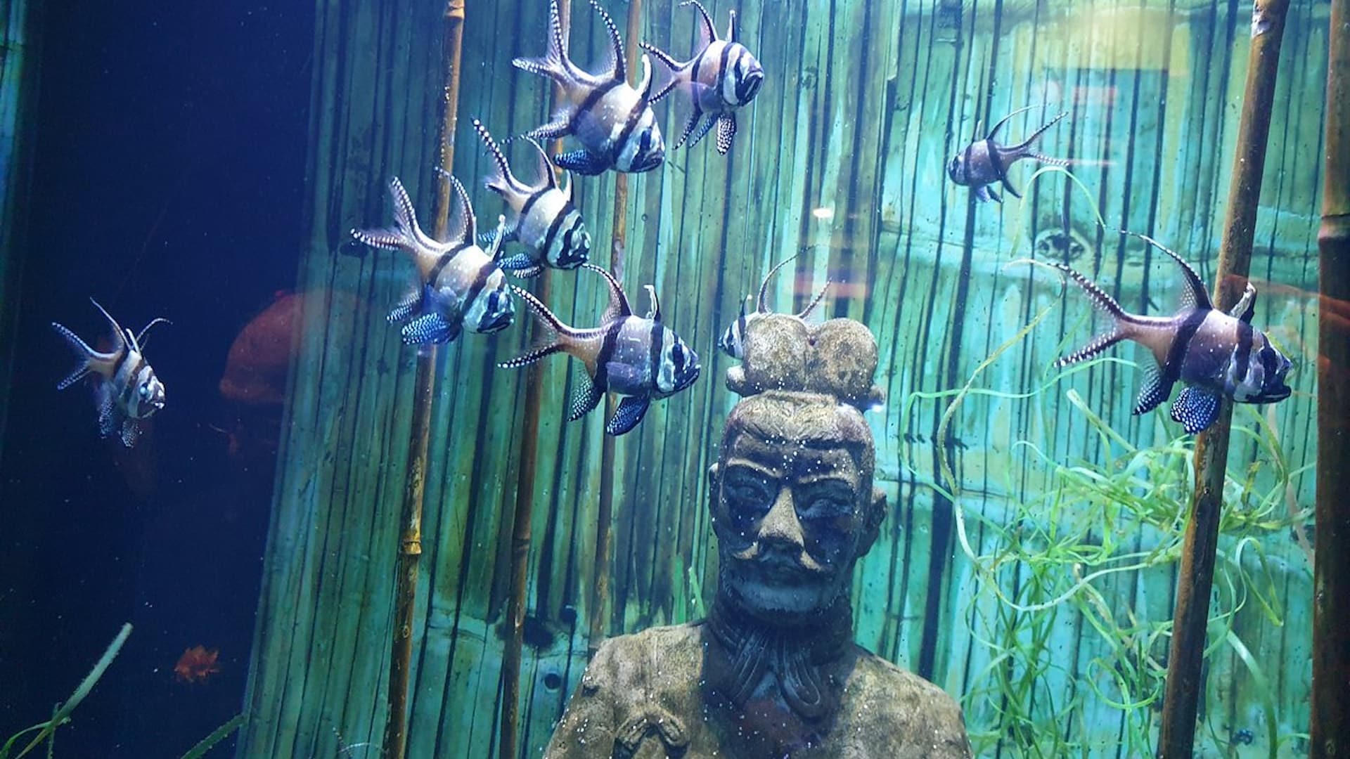 Sealife Adventure photo 2