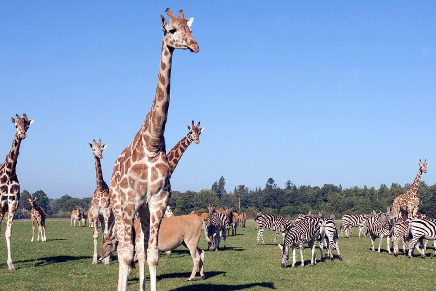 Knuthenborg Safaripark hero