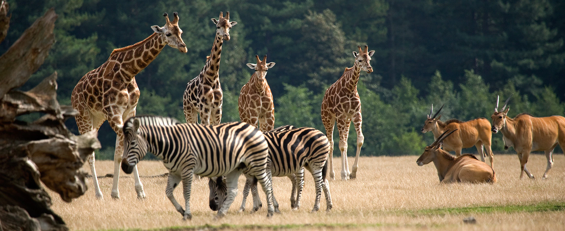 Knuthenborg Safaripark photo 2