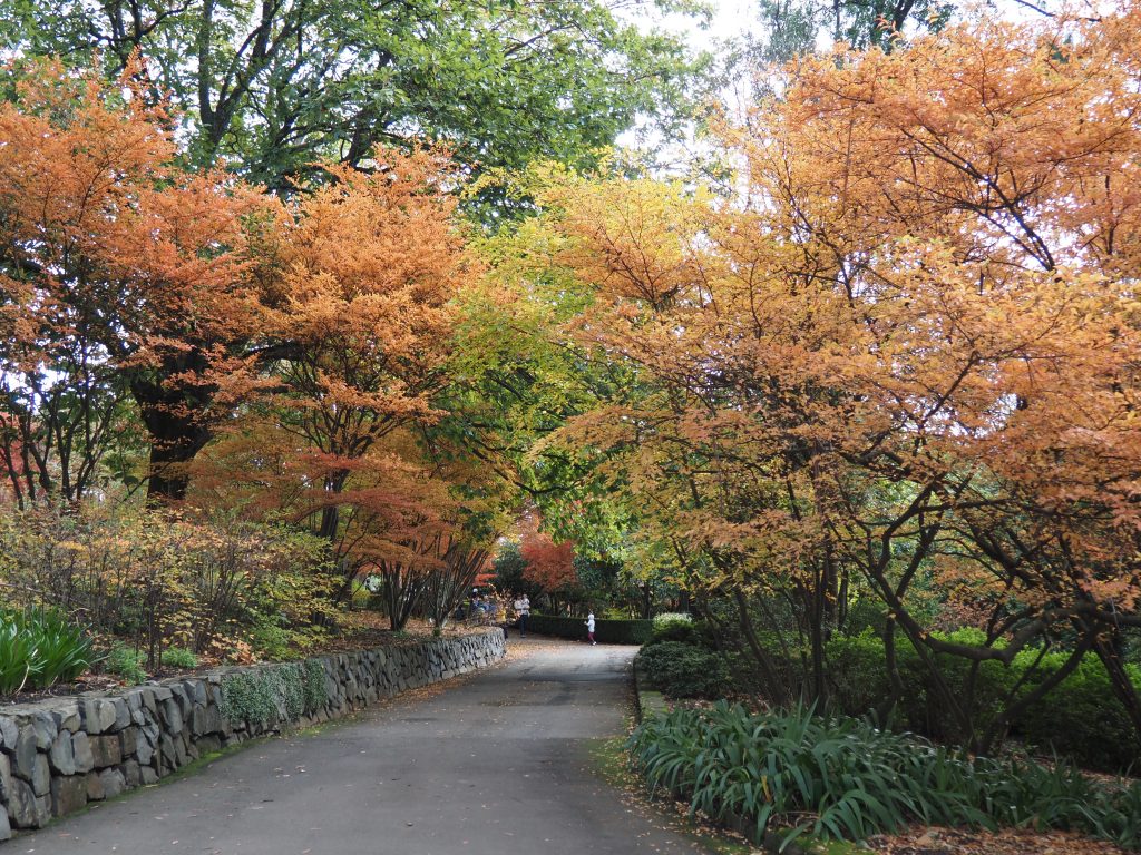 Blue Mountains Botanic Garden Mount Tomah photo 2