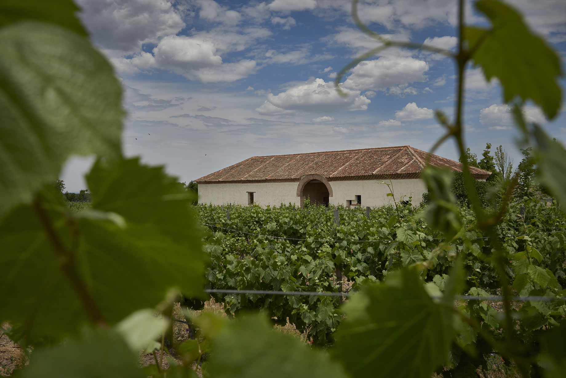 Bodegas La Mejorada photo 2